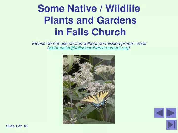 some native wildlife plants and gardens in falls church n.