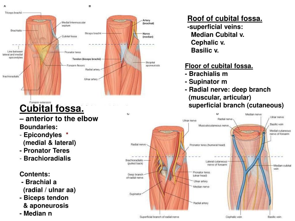 Ppt Upper Limb Muscles Of Arm Cubital Fossa And Elbow Joint Powerpoint Presentation Id 1158291