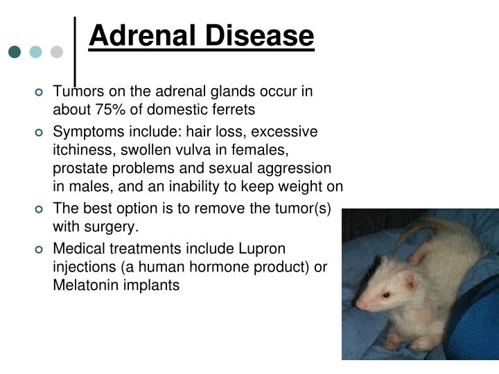 PPT Ferrets PowerPoint Presentation ID1158449
