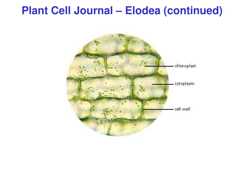 Ppt Plant Cell Journal Elodea Powerpoint Presentation Free Download Id 1159196