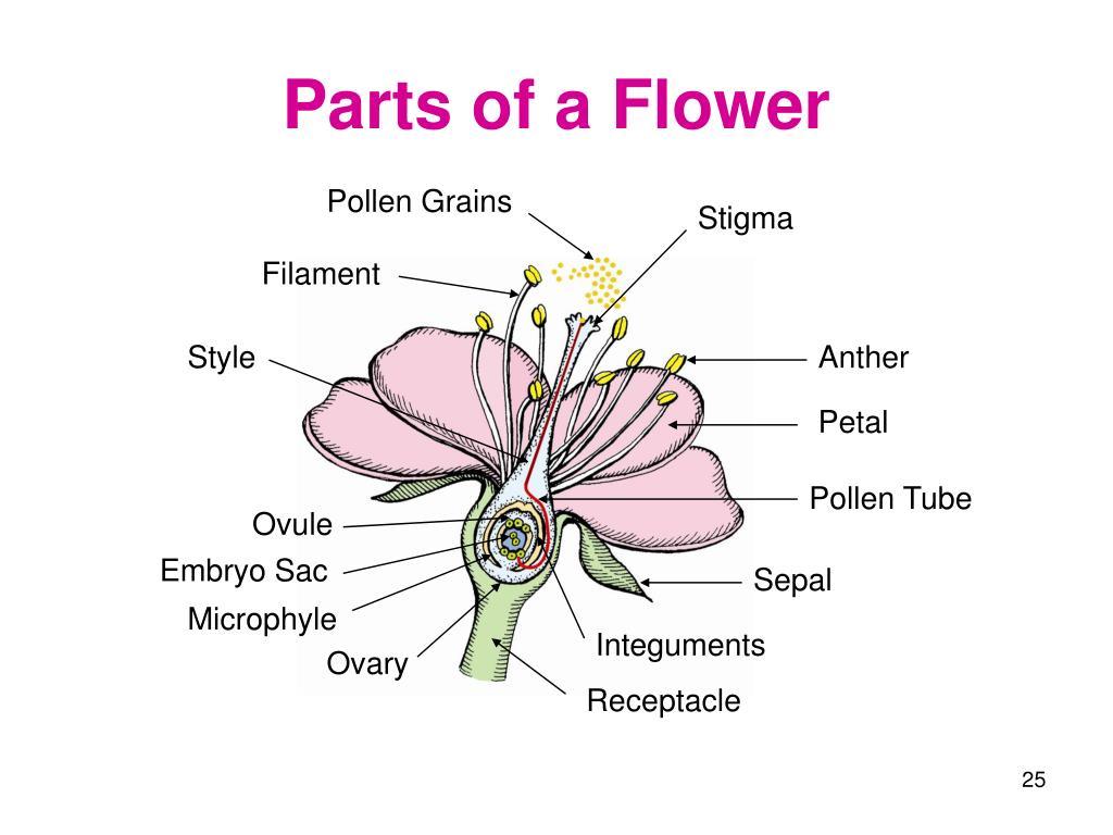 Be a flower монолог. Parts of Flower. Flower structure. Parts of a Flower for Kids. Parts of the Flower in English.