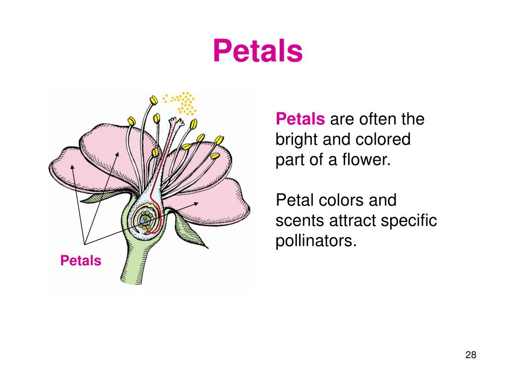 What Does The Petal Of A Flower Do