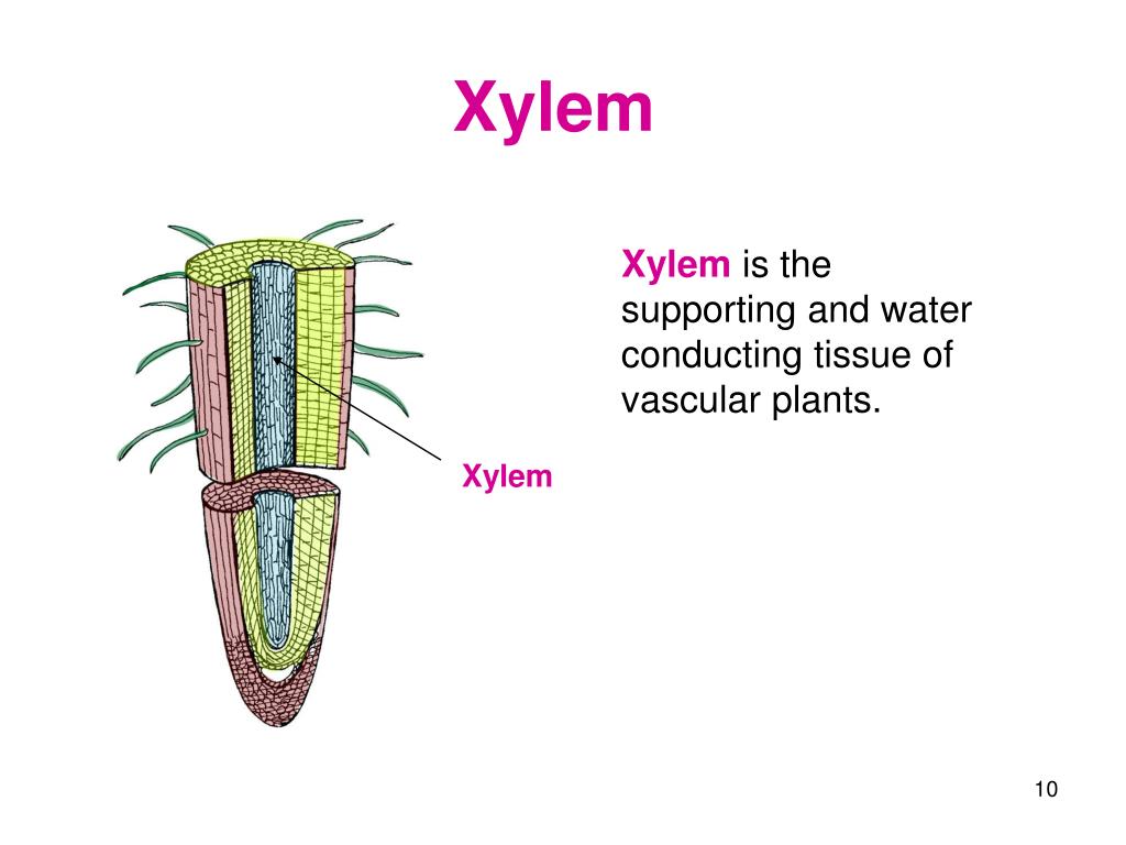 presentation on topic xylem