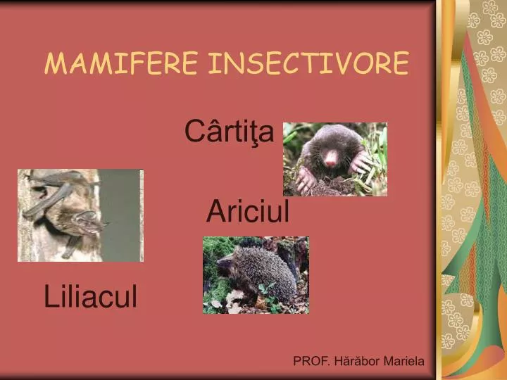 PPT - MAMIFERE INSECTIVORE PowerPoint Presentation, free download -  ID:1159973
