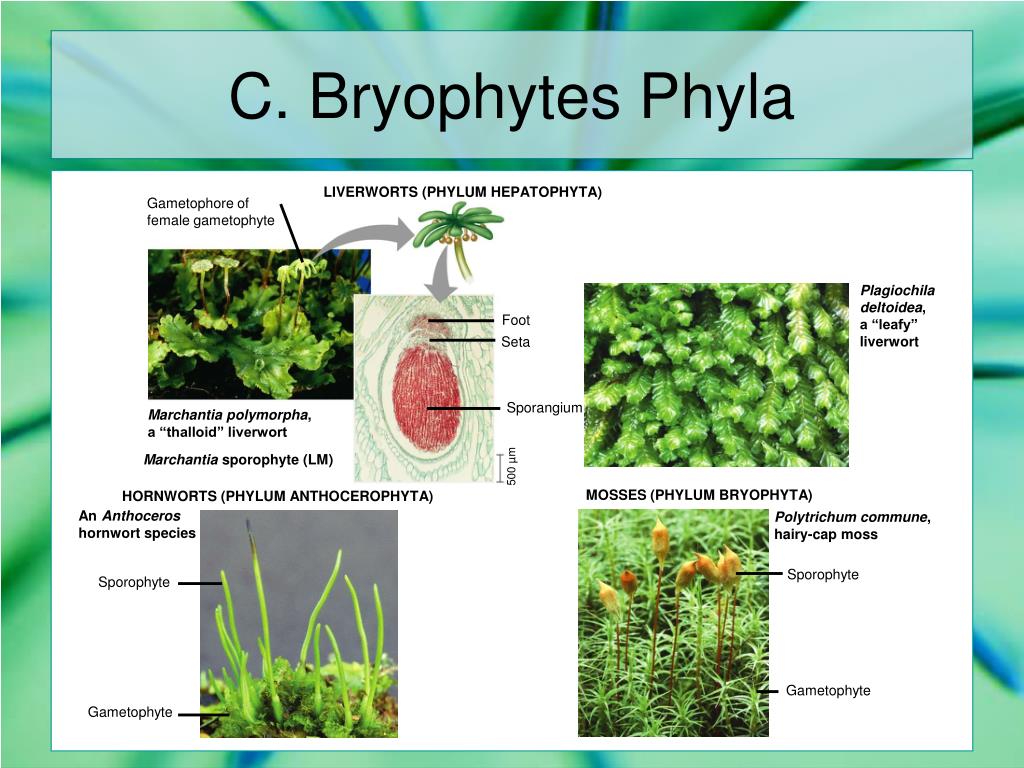 Зеленые растения являются ответ. Marchantia sporophyte. Спорофит маршанции. Маршанция микориза. Мох маршанция строение.