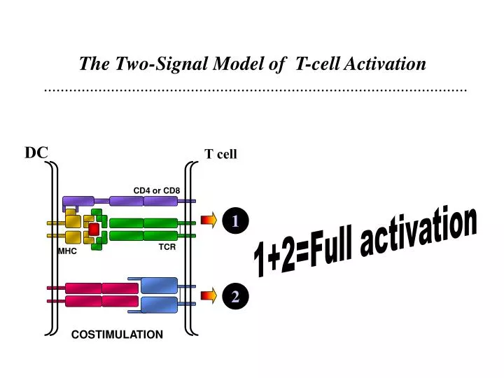 the two signal hypothesis refers to activation of