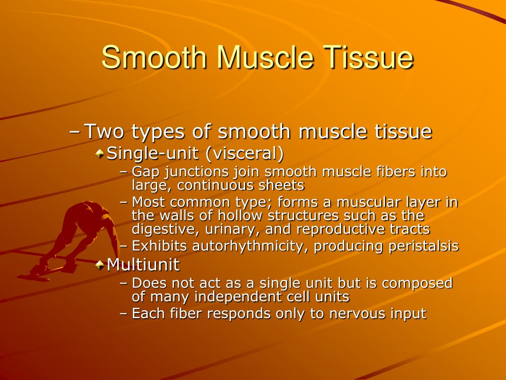 smooth-muscle-tissue-labeled-diagram-from-the-ground