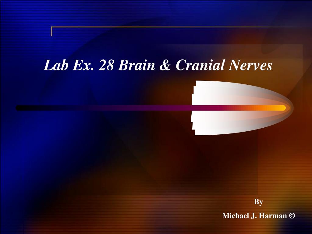 Ppt Lab Ex 28 Brain And Cranial Nerves Powerpoint Presentation Free