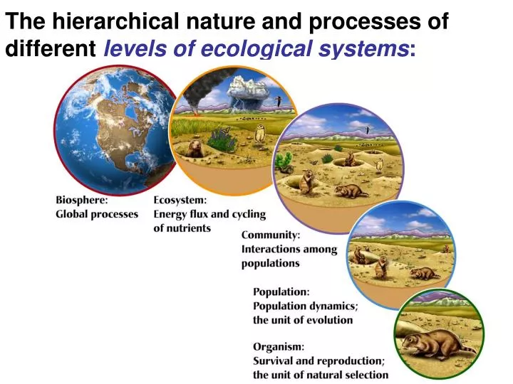 the hierarchical nature and processes of different levels of ecological systems n.