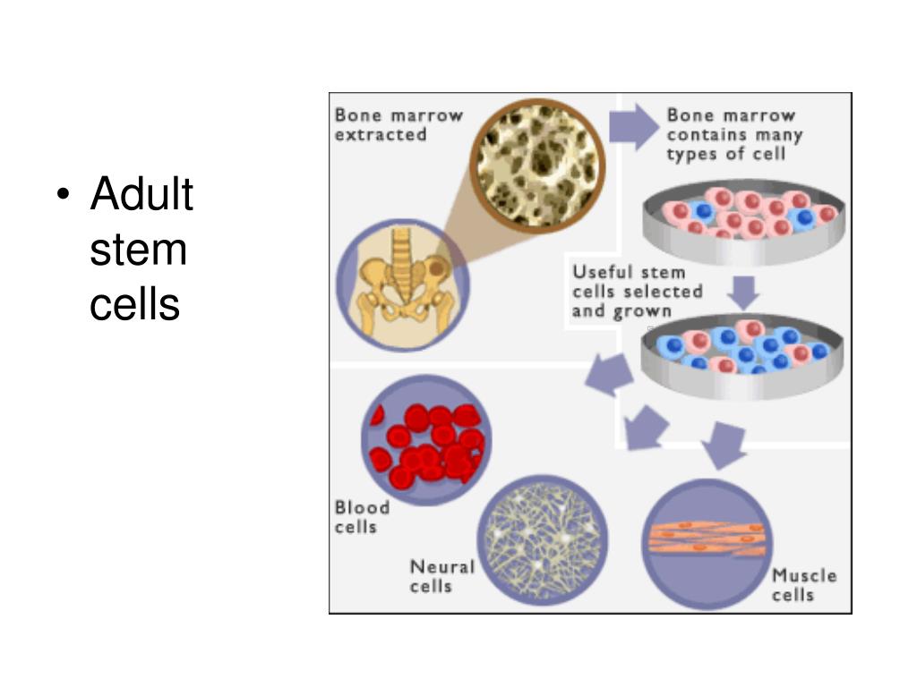 MITOSIS REVIEW PowerPoint Presentation, free download Biology Diagrams