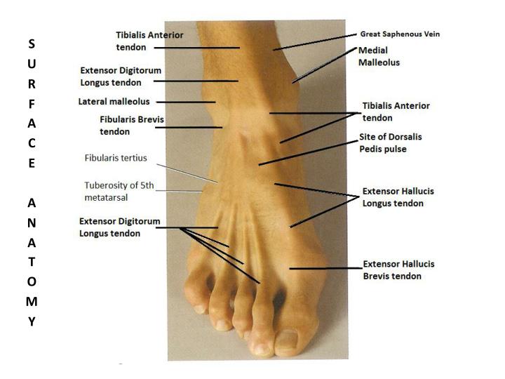 PPT BONES OF THE FOOT & ANKLE PowerPoint Presentation ID1164845