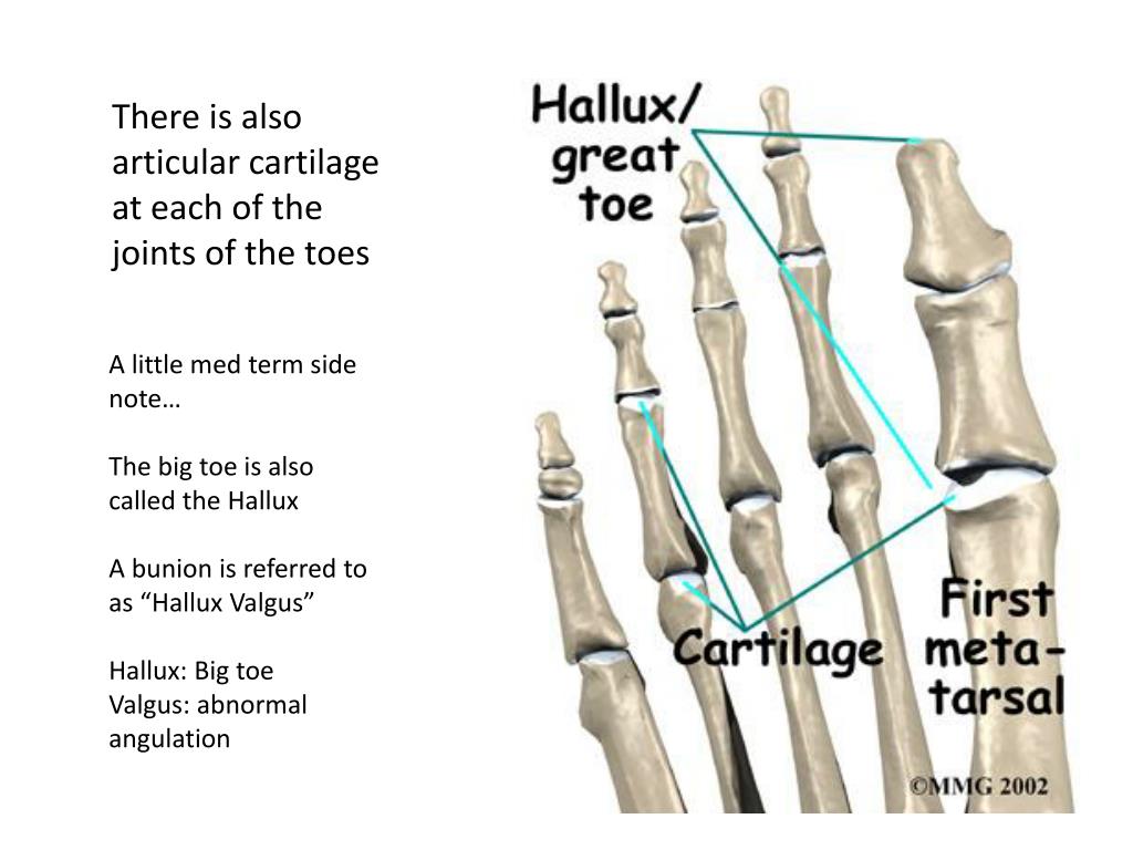 PPT - BONES OF THE FOOT & ANKLE PowerPoint Presentation, free download