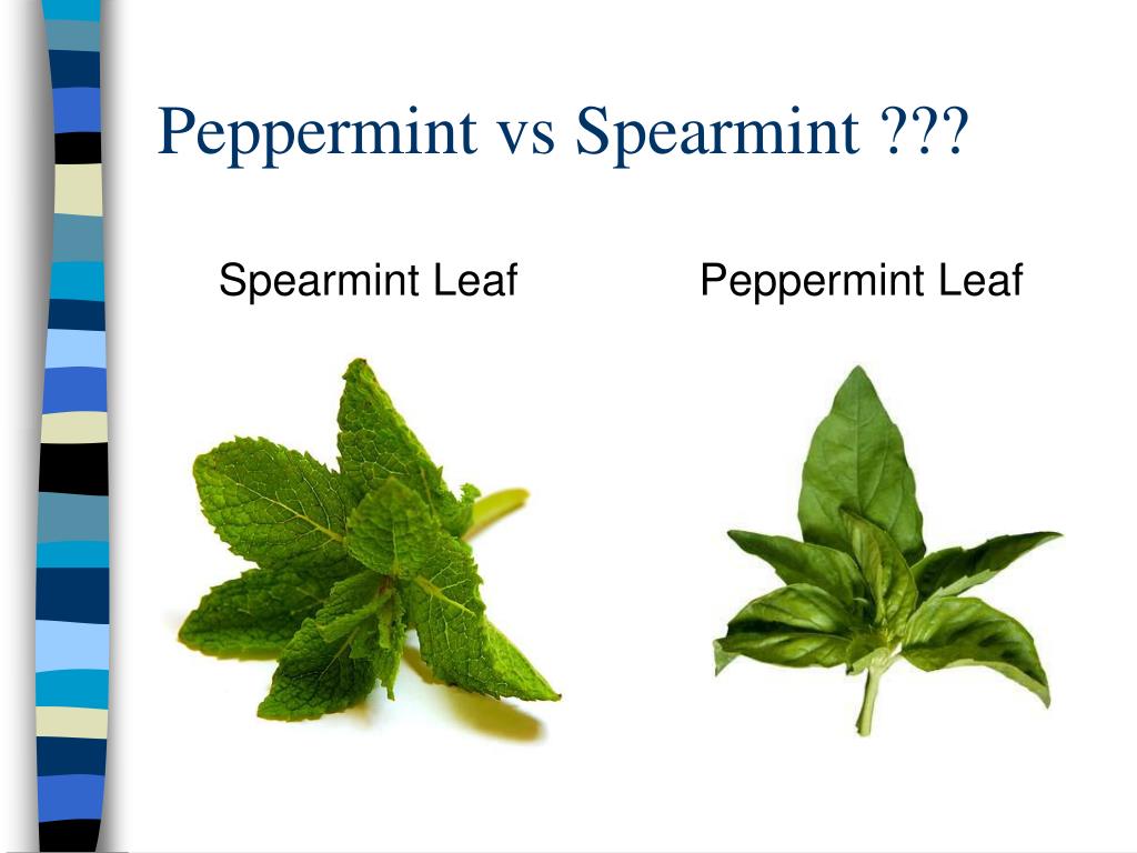 peppermint vs spearmint peppermint vs spearmint