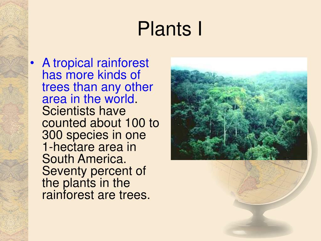 Тропический лес текст. Тропические леса на английском языке. Лес на английском языке. Презентация про тропические лес на англиском. Тропические леса текст на английском.