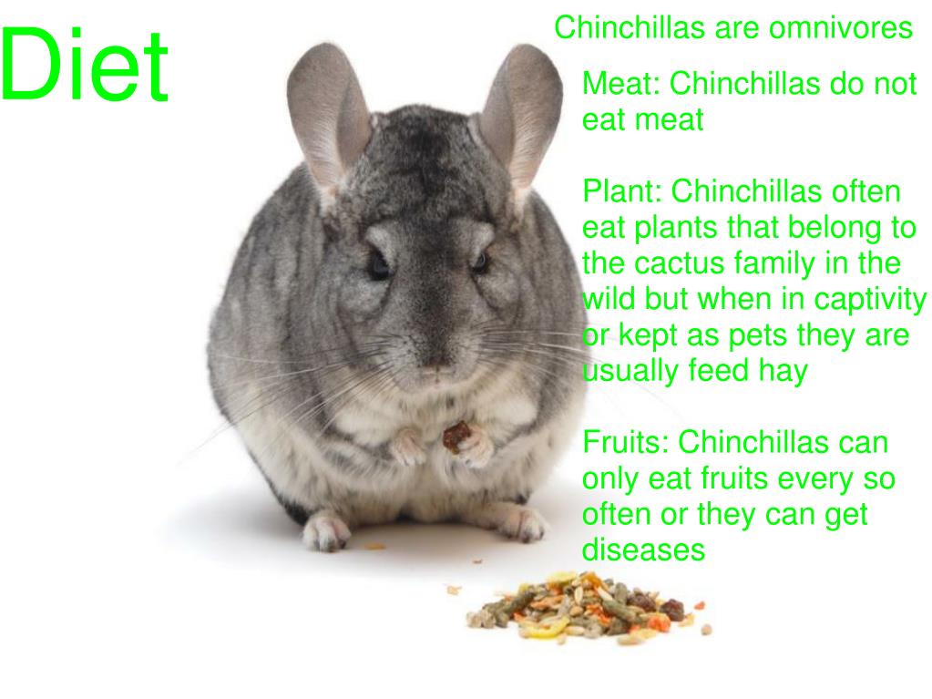 Chinchilla diet