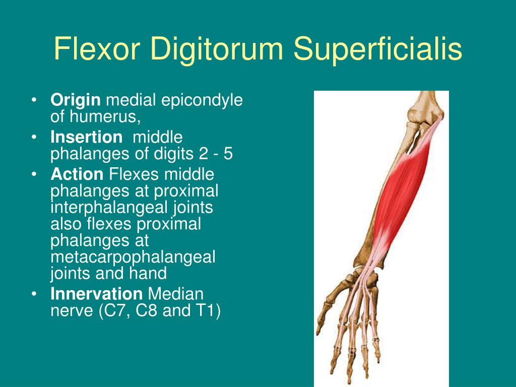 flexor digitorum superficialis