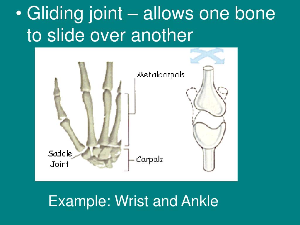 PPT - Anatomy of the Hand and Wrist PowerPoint Presentation, free