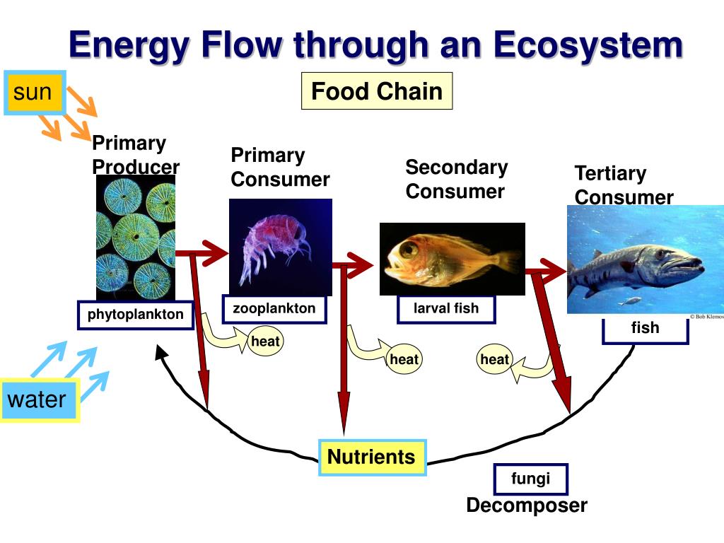 Цепь фитопланктон зоопланктон. Пищевая цепочка фитопланктон. Фитопланктон зоопланктон пищевая цепь. Фитопланктон цепь питания. Ecosystem Energy Flow.