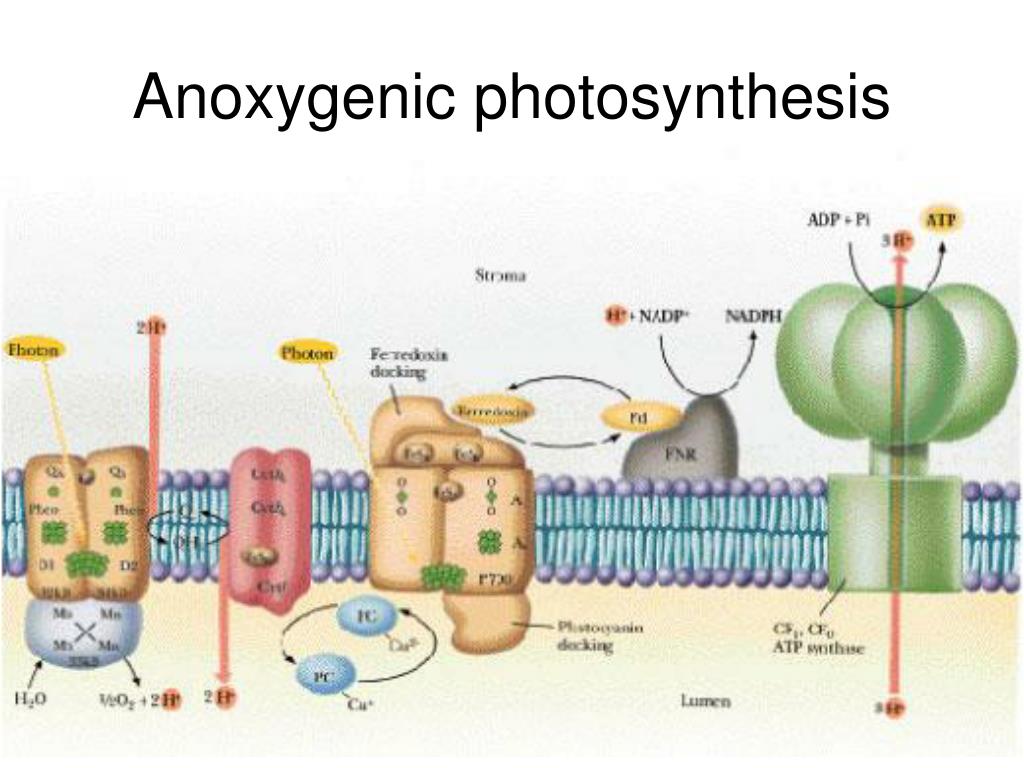 PPT - Photosynthetic organisms PowerPoint Presentation, free download