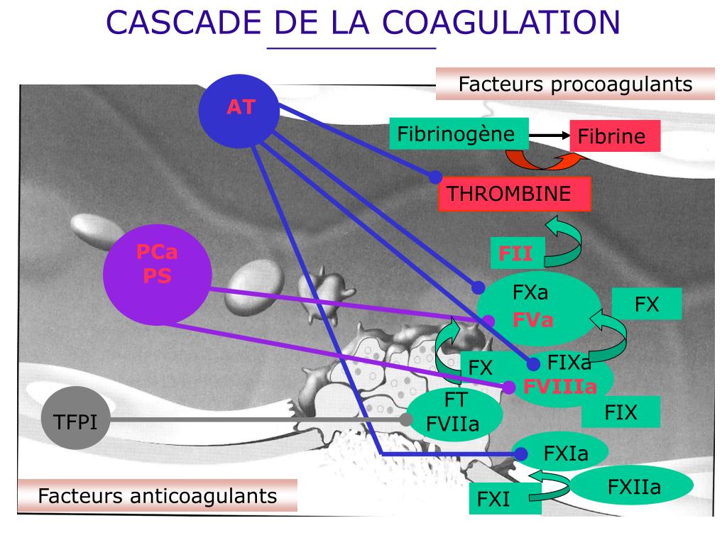 PPT PATHOLOGIES DE LA COAGULATION PowerPoint Presentation Free 
