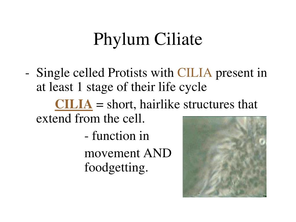 PPT - Kingdom Protista PowerPoint Presentation, free download - ID:1172228