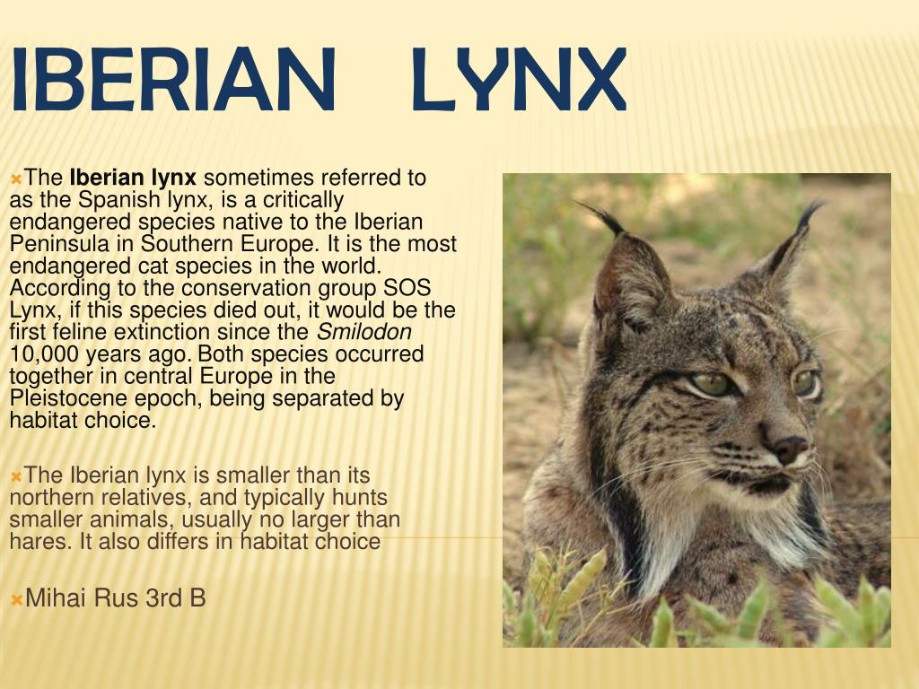 Рысь перевод. Iberian Lynx факт. Place Iberian Lynx. Iberian Lynx доклад. Iberian Lynx перевод.