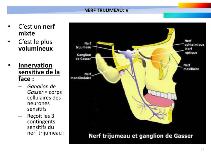 PPT - TRONC CEREBRAL ET NERFS CRANIENS PowerPoint Presentation - ID:1173865