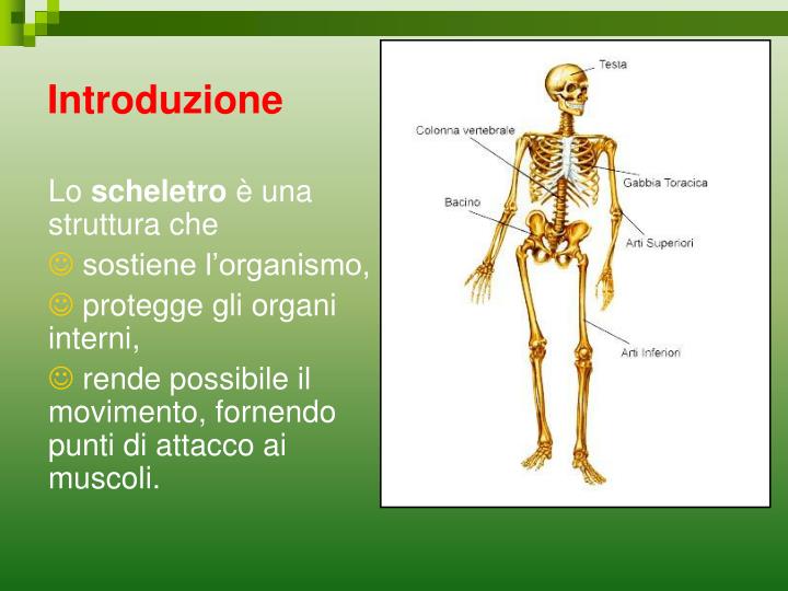 Da Cosa è Formato L Apparato Locomotore