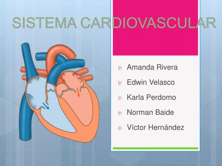 sistema cardiovascular n.