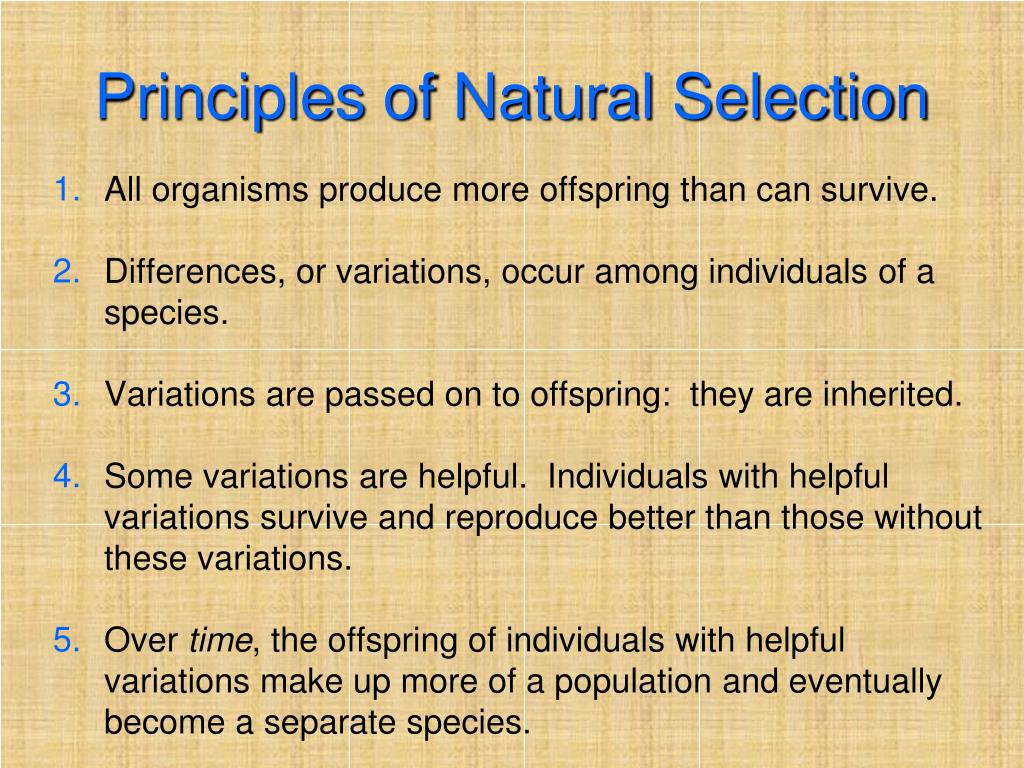 natural selection importance essay