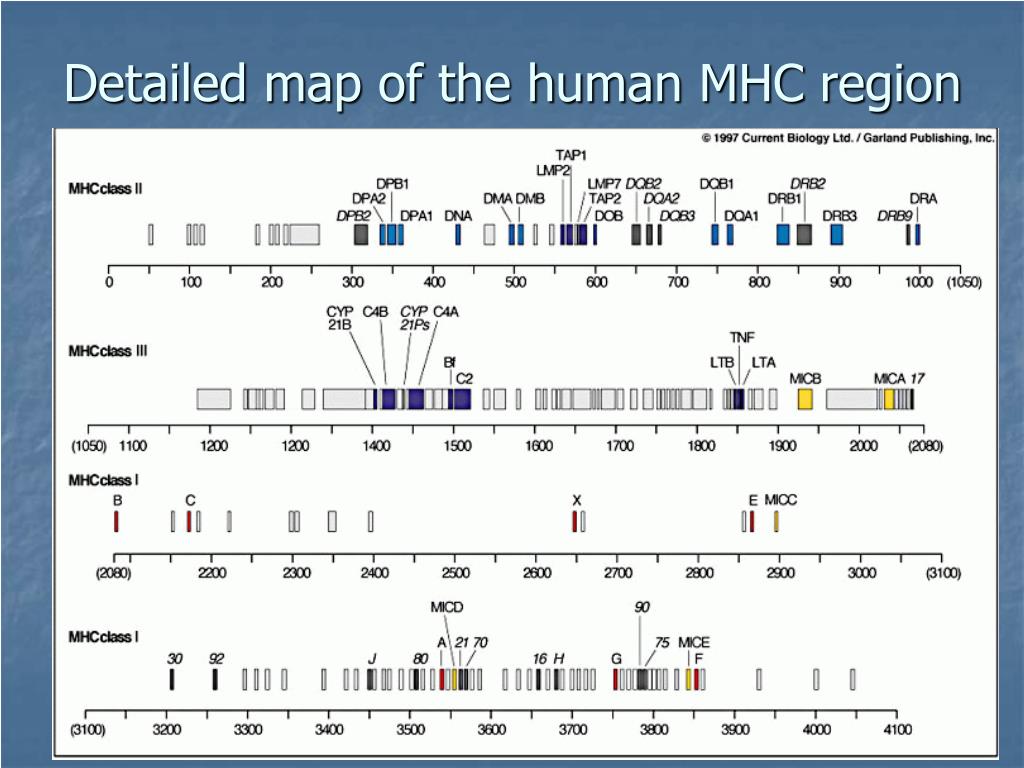 PPT - Lecture 22 Autoimmunity PowerPoint Presentation, free download 