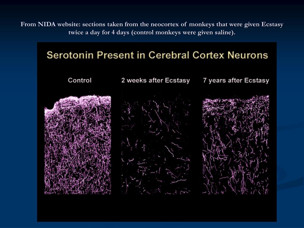 After brain. Экстази и серотонин. Восстановление серотонина после экстази. Восстановление серотонина после мдма.