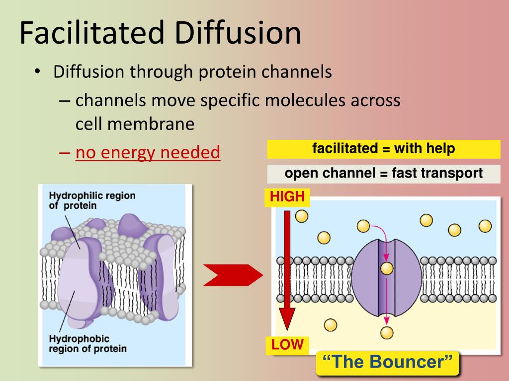PPT Movement across the Cell Membrane (Ch. 7) PowerPoint Presentation