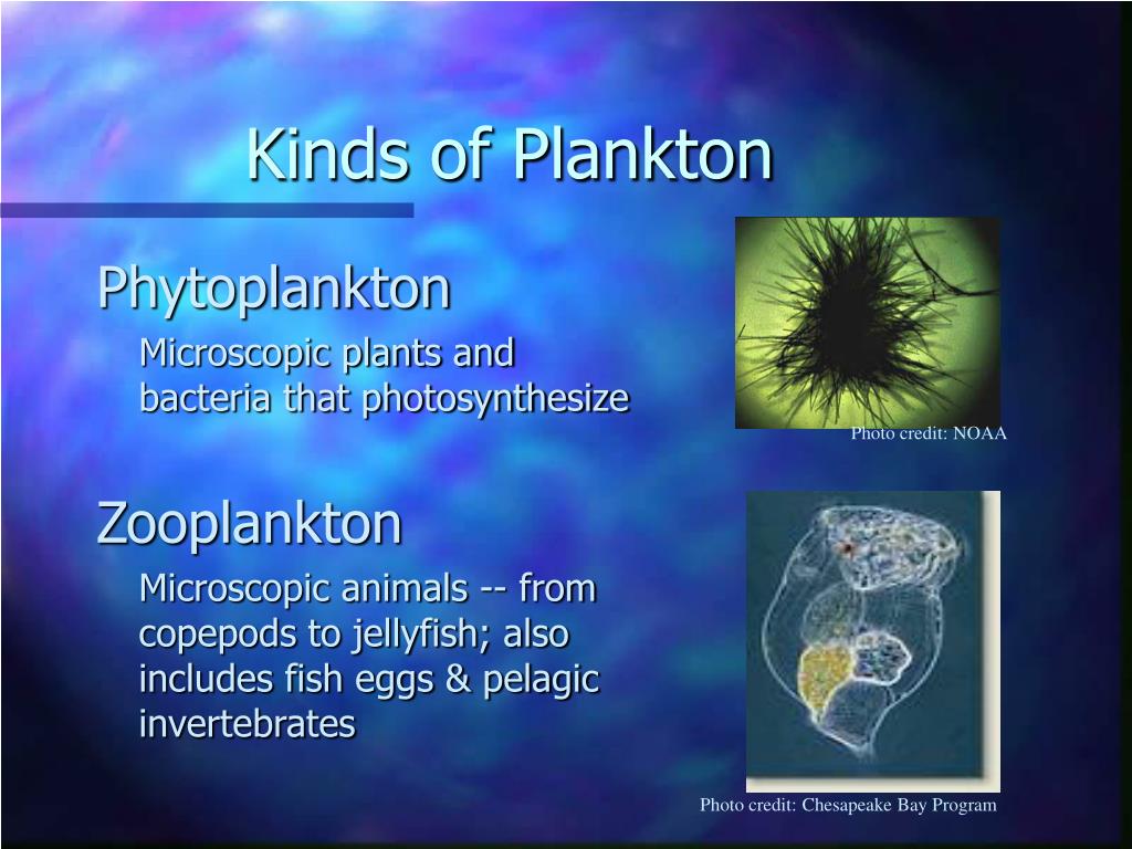 PPT  The Drift on Plankton PowerPoint Presentation, free download  ID