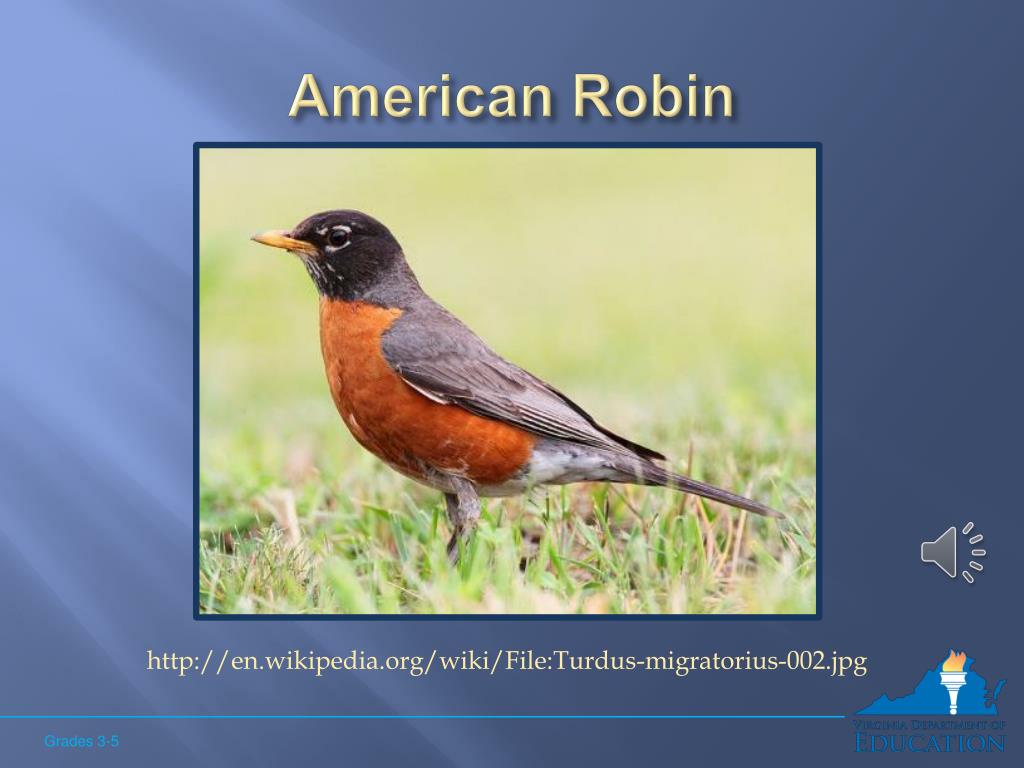 American robin - Wikipedia