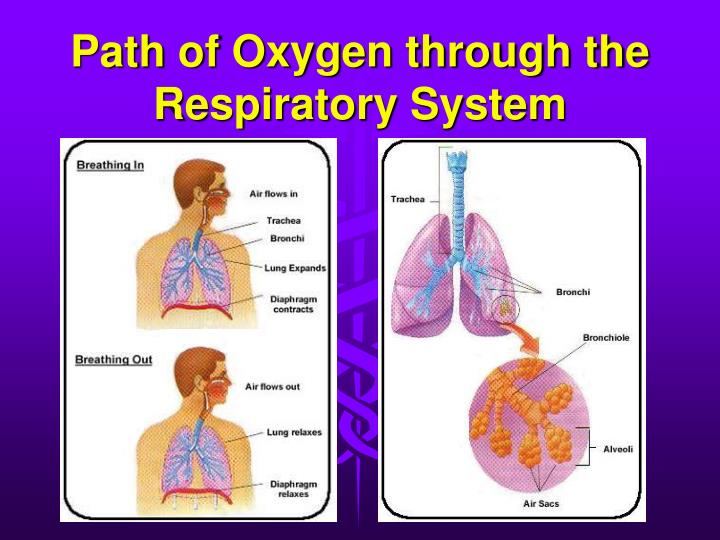 PPT - Body Systems Lesson 1 PowerPoint Presentation - ID:1179824