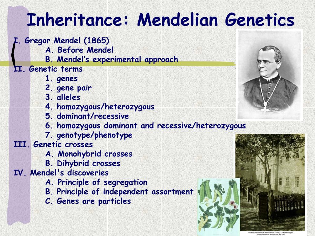 PPT - Inheritance: Mendelian Genetics PowerPoint Presentation, free download - ID:118061