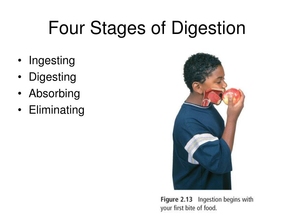 PPT - Stages of Digestion PowerPoint Presentation, free download - ID
