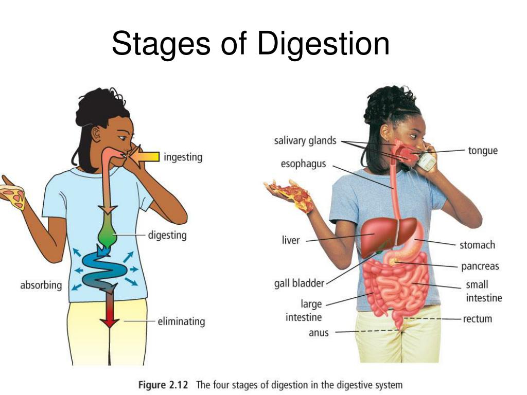 5 Stages Of Digestion