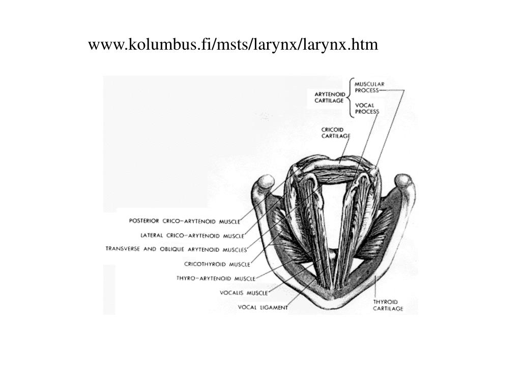 PPT - Phonation and Laryngeal Anatomy and Physiology PowerPoint ...