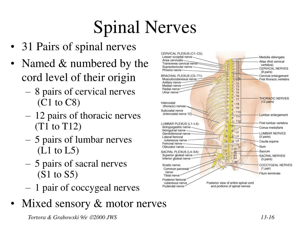 PPT - Chapter 13 The Spinal Cord & Spinal Nerves PowerPoint