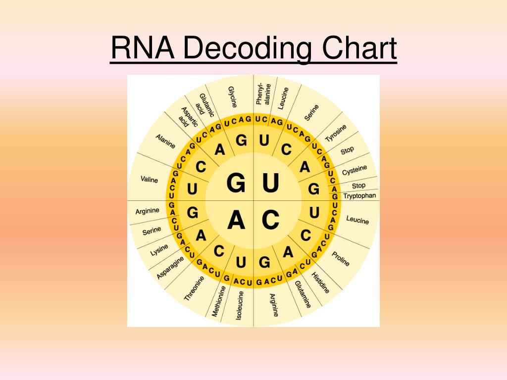 Rna Decoding Chart