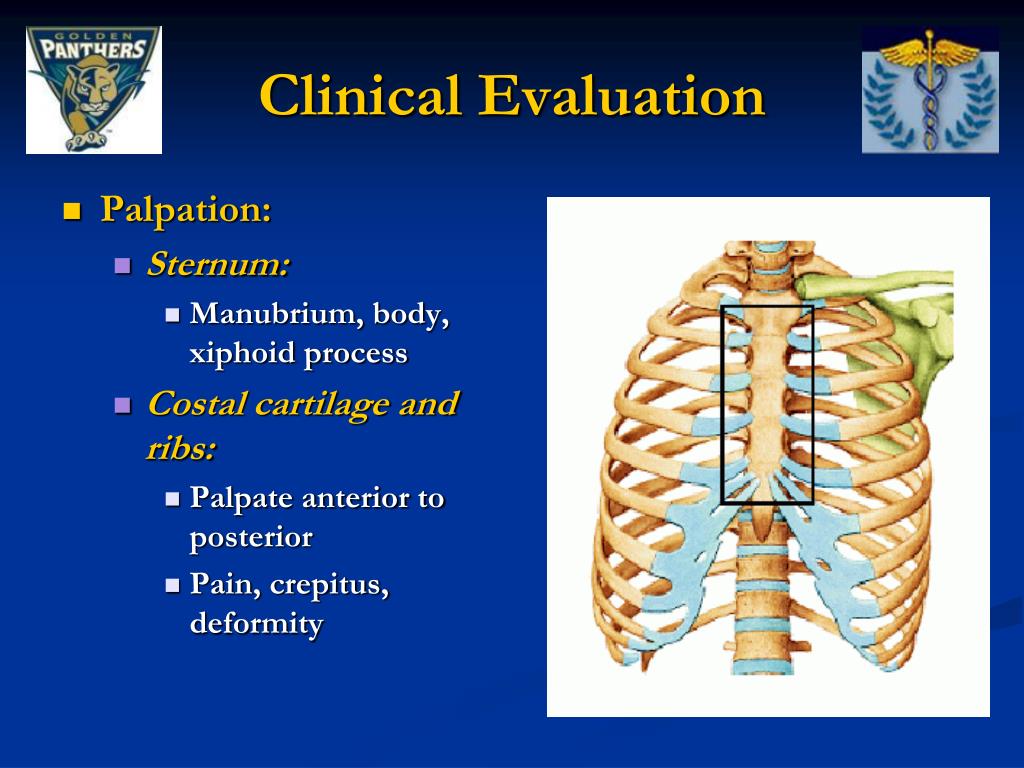 PPT - Thorax and Abdomen PowerPoint Presentation, free download - ID