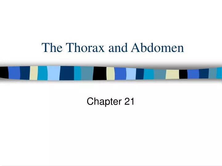 the thorax and abdomen n.
