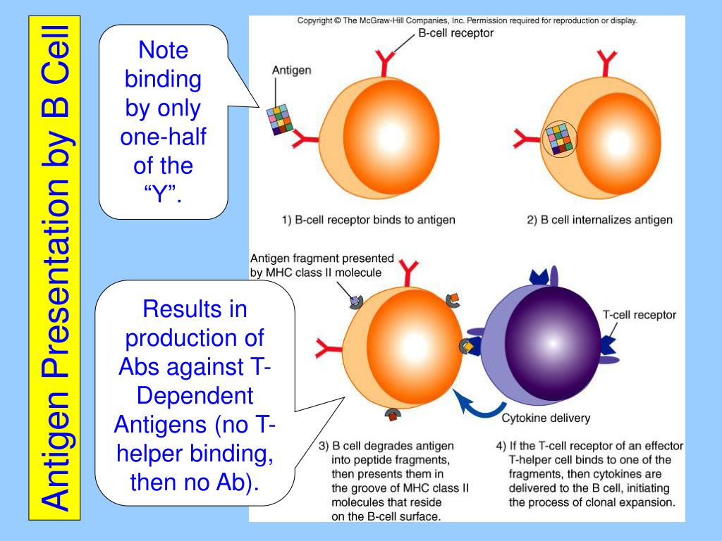 PPT Chapter 16 The Adaptive Immune Response PowerPoint Presentation 