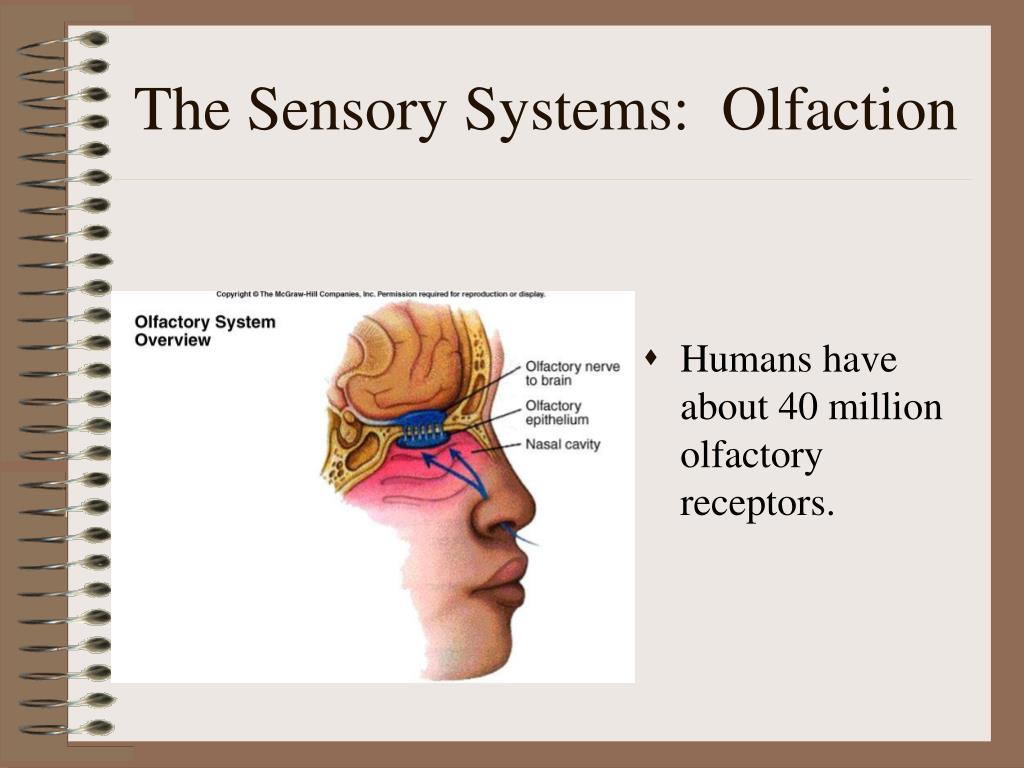 Тест нервная система органы чувств. Plasticity in Sensory Systems.