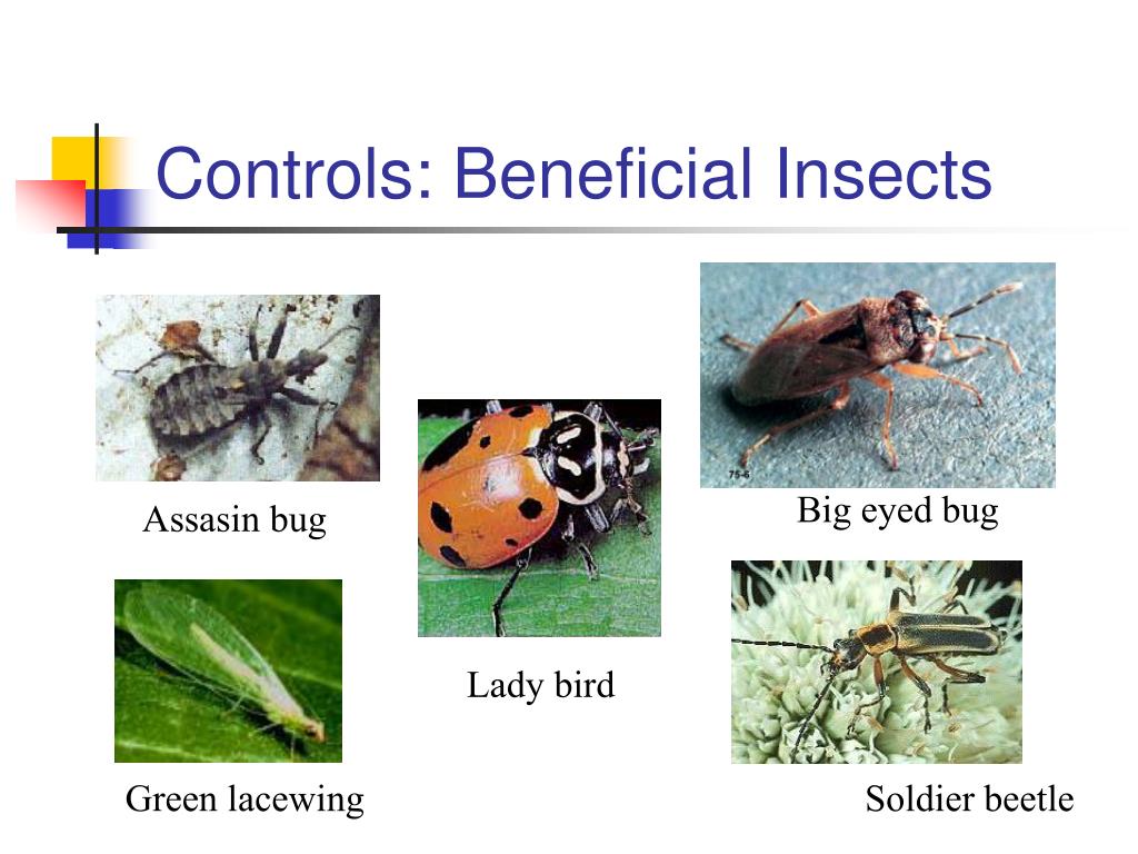 PPT - Insect Pests and Management PowerPoint Presentation, free ...