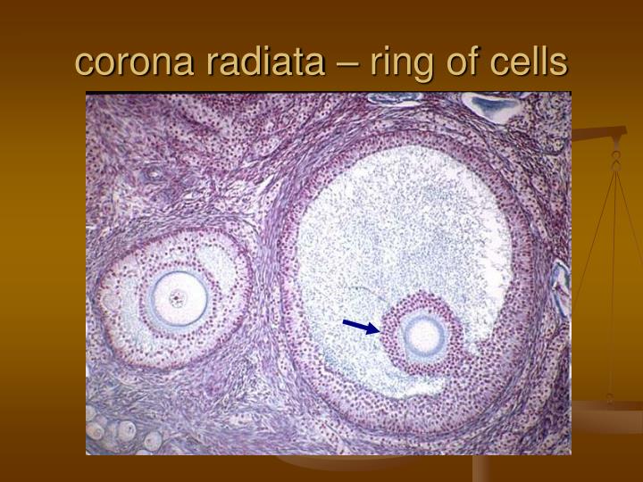 PPT - Lab Ex. 60 & 61 Female Reproductive System ...