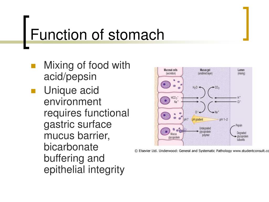 PPT - The Stomach PowerPoint Presentation - ID:1193439