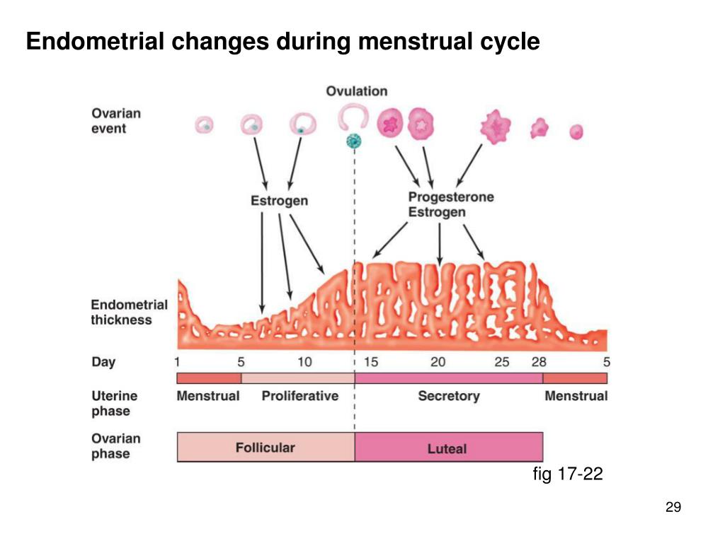 Менструационный цикл после 40 лет. Менструальный цикл. Менструальный цикл и лейкоциты. Менструальный цикл крыс. Endometrial Cycle.